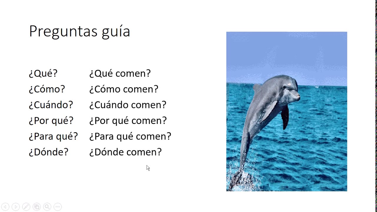 50 Preguntas Sobre Delfines